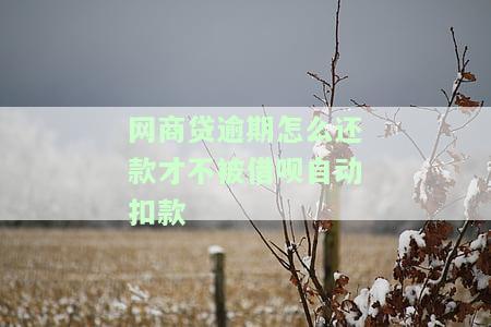 网商贷逾期怎么还款才不被借呗自动扣款-网商贷逾期怎么还款才不被借呗自动扣款了