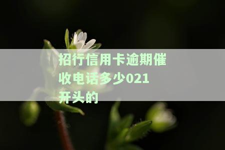 17081430625是招商银行信用卡的催收电话吗？与招商银行催款0213855、招商银行催款电话021相关吗？