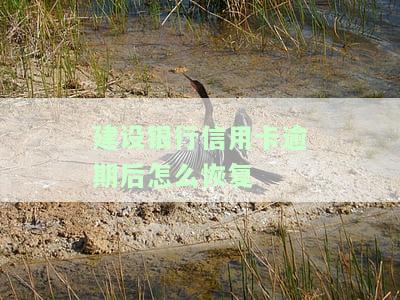 建设银行信用卡逾期后怎么恢复-建设银行信用卡逾期后怎么恢复使用