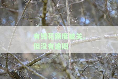 有钱花额度没了，后期会恢复吗？