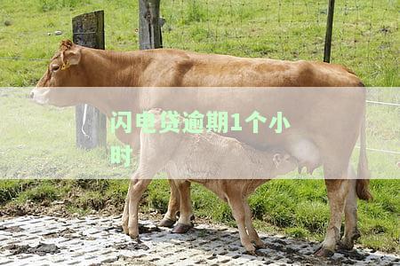 闪电贷逾期1个小时-闪电贷逾期1个小时会怎样