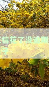 征信花了没逾期的口子还能用吗，征信花但无逾期，还有哪些贷款口子可以使用？