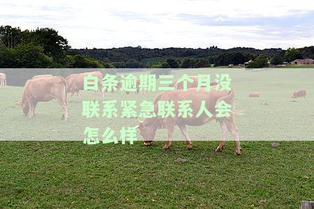 白条逾期三个月会如何影响征信及购房？