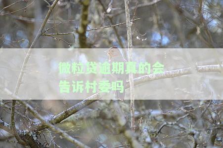 微粒贷逾期真的会告诉村委吗怎么办，微粒贷逾期：是否会通知村委？解决方案探讨