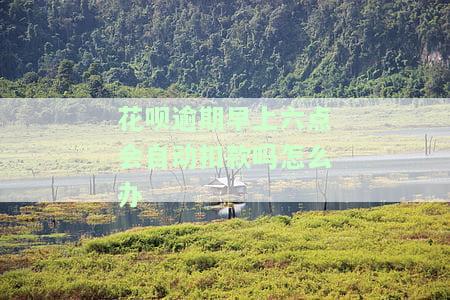 花呗逾期早上六点会自动扣款吗怎么办