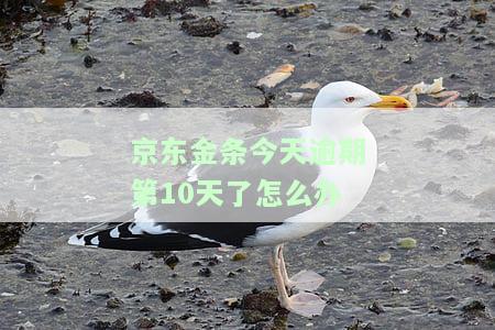 京东金条逾期1天已还，何时能恢复正常使用？影响征信吗？