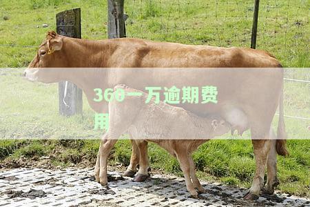 360一万逾期费用