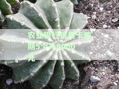 农业银行信用卡逾期5个月8000元会怎样，逾期五个月，农业银行信用卡欠款8000元可能带来的后果