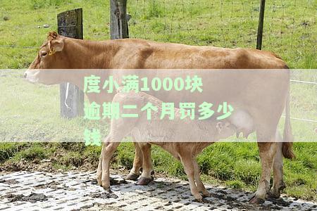 度小满1000块逾期二个月罚多少钱