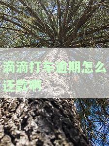 滴滴打车逾期怎么还款啊怎么办，如何解决滴滴打车逾期还款问题？