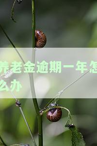 养老金逾期一年怎么办理，如何解决养老金逾期一年的问题？