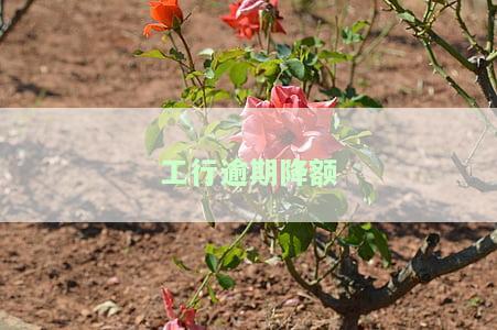 工行逾期降额