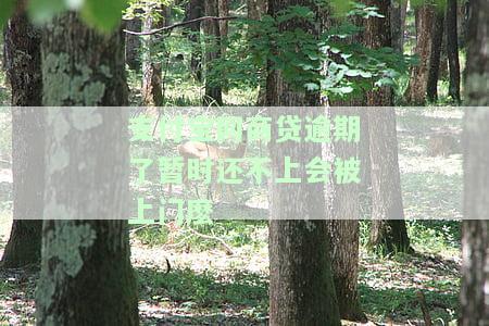 支付宝网商贷逾期不还会上门催收吗？如何避免？