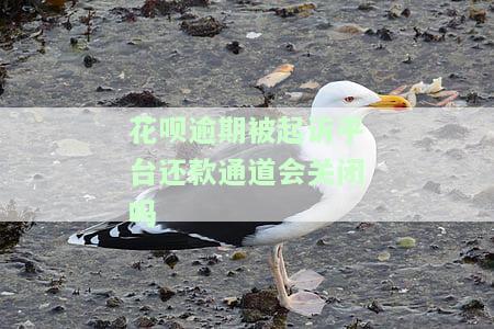 花呗逾期被起诉后，平台还款通道是否会关闭？安全性如何？