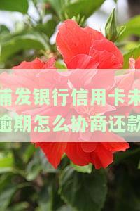 浦发不协商怎么办？解决办法大公开！