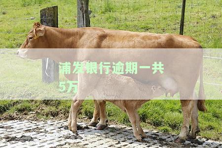 浦发银行逾期5万，利息多少？