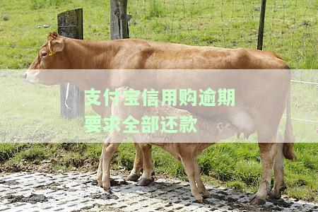 支付宝信用购逾期要求全部还款-支付宝信用购逾期要求全部还款怎么办