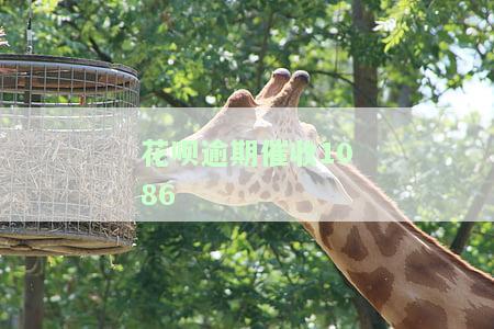 花呗逾期催收1086