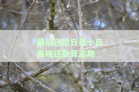 最后还款日几天算逾期？招商信用卡过期处理与逾期记录征信