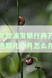 欠浦发银行信用卡2万还不了了怎么办，急需解决！欠浦发银行信用卡2万元无力偿还，我该怎么办？