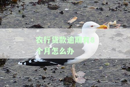 农业银行贷款逾期几期会要求全额还款？