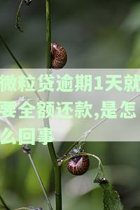 微粒贷逾期1天还了有影响吗，微粒贷逾期1天还款，会对信用记录产生影响吗？