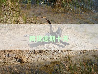 网贷逾期十天后还款是否会影响征信？该怎样处理？
