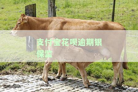 支付宝花呗逾期是否会打电话给紧急联系人？真相是什么？安全性如何？