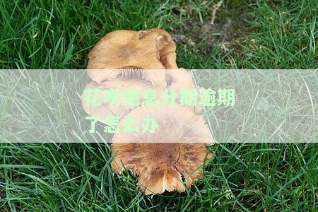 支付宝花呗逾期免息还款操作指南：如何进行免息还款？