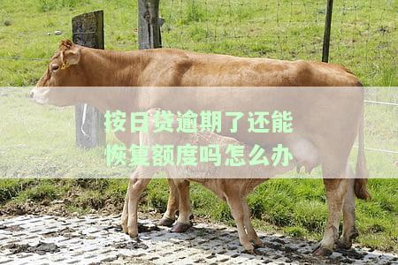 按日贷逾期一天是否还能贷款？安全性如何？解决方案是什么？