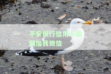 平安银行加微信催款：真的有效吗？