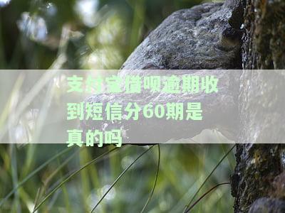 借呗逾期收到的短信内容真实性探析