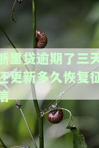 浙里贷逾期了三天还更新多久恢复征信