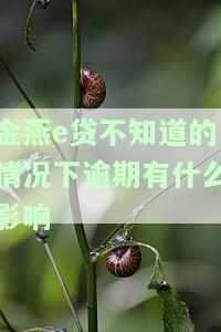 金燕e贷逾期了怎么办，如何处理金燕e贷逾期问题？