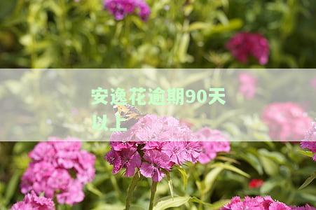 安逸花逾期会怎么样，警惕！安逸花逾期后果严重，你必须知道的事情