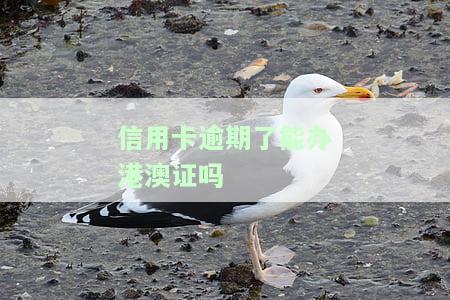 信用卡逾期会影响办理港澳通行证吗？