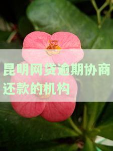 昆明网贷逾期协商还款的机构电话号码是多少？