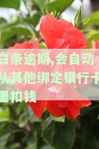 白条逾期会强制扣卡里的钱吗，警惕！白条逾期可能导致账户资金被强制扣除，千万注意还款日期