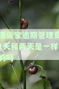 借贷宝的逾期管理费和催收费合法吗，探讨借贷宝的逾期管理费和催收费是否合法？
