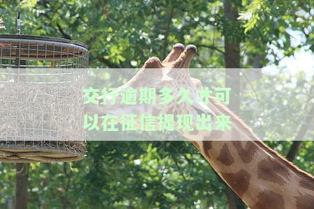 交行逾期多久才可以在征信提现出来