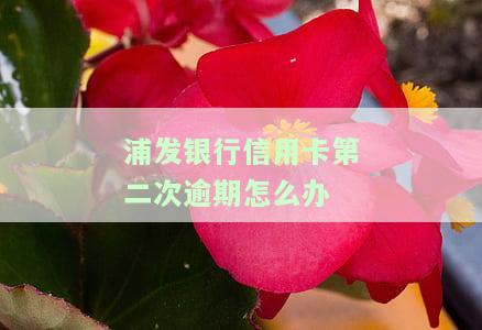 浦发银行信用卡二次逾期如何办理？教你解决方法与分期还款步骤