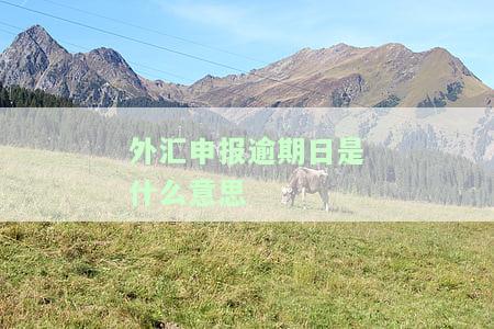 外汇收入申报逾期：规定与处理方法