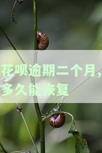 花呗逾期2个月后还清了多久能恢复使用资格，如何恢复花呗使用资格？逾期两个月后还清需要多长时间？
