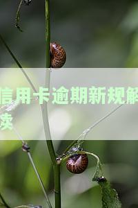 2021年信用卡逾期新规：全面解读与实