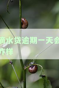 滴水贷逾期多久给家里打电话？亲身经历一年后果严重，教你如何协商解决逾期问题