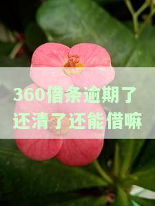 逾期了还清了还能借嘛安全吗，逾期还款后能否再次借款？安全性如何？