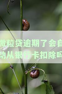 微粒贷逾期了会自动从银行卡扣除吗怎么办，你的微粒贷逾期了吗？不用担心，了解自动扣款详情及解决办法！