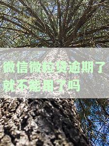 微信微粒贷逾期后还能借钱吗，微信微粒贷逾期后，能否继续借款？