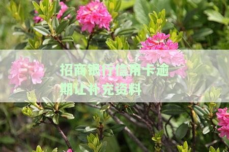 招商逾期要上传资料：详细步骤与重要性