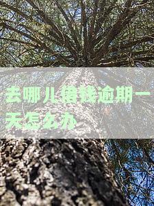 去哪儿借钱逾期一天怎么办-去哪儿借钱晚还一天怎么办